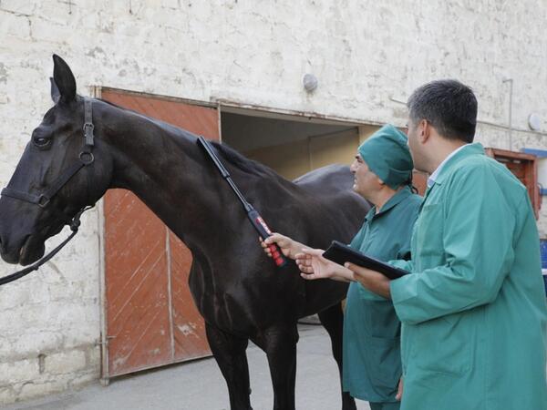 Azərbaycan atları Afrika xəstəliyindən azaddır – RƏSMİ