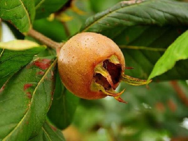 Kilosu 4 manatdır - Ürəyin "dostu"dur