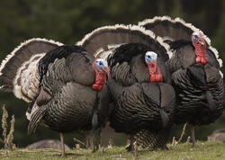 Bayramqabağı hinduşka ətinin qiymətində artım gözlənilir?