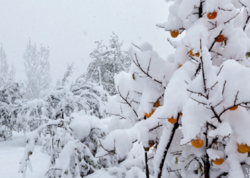 Ordubadda qarın hündürlüyü 25 sm-ə çatdı