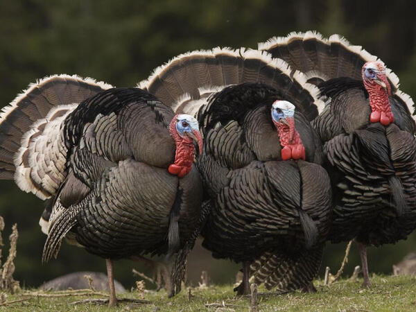 Bayramqabağı hinduşka ətinin qiymətində artım gözlənilir?