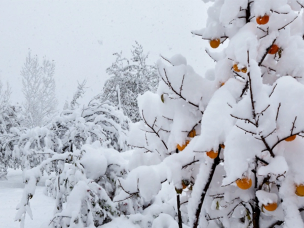 Ordubadda qarın hündürlüyü 25 sm-ə çatdı