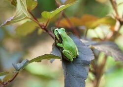 Xərçəng xəstəliyində qurbağa möcüzəsi - Şişləri yox edir