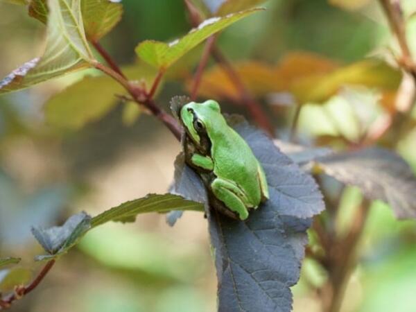 Xərçəng xəstəliyində qurbağa möcüzəsi - Şişləri yox edir
