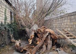 Bakıda güclü külək ağacı elektrik xəttinin üzərinə AŞIRDI - <span class="color_red">FOTO</span>