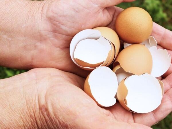 Yumurta qabıqlarını atmayın: Böyük xərcdən xilas olun