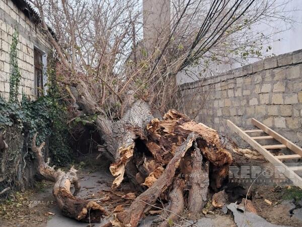 Bakıda güclü külək ağacı elektrik xəttinin üzərinə AŞIRDI - <span class="color_red">FOTO</span>