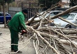 Güclü külək səbəbindən 9 ağac sınıb - <span class="color_red">FOTO</span>