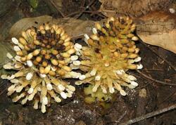 Dünyanın ən qəribə bitkisi - "Balanofora"