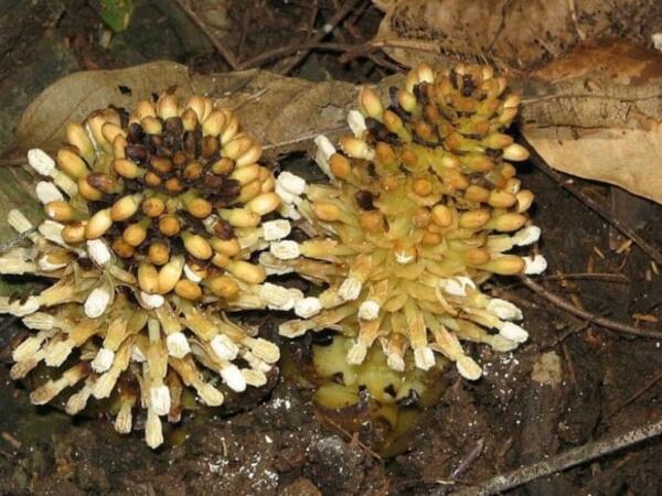 Dünyanın ən qəribə bitkisi - "Balanofora"