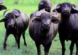 Camışların sayında kəskin azalma: Restoranlarda mal əti adı ilə təqdim olunur?