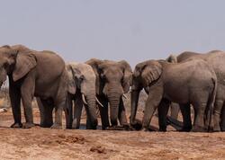 Hindistanda fil sürüsü qadını öldürüb