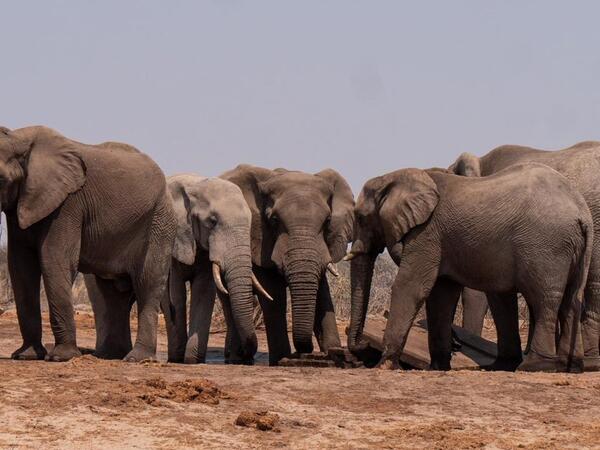 Hindistanda fil sürüsü qadını öldürüb