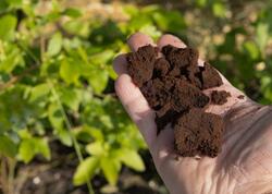 Buna görə papı və pəncərə önünə qəhvə çöküntüsü səpməlisiniz