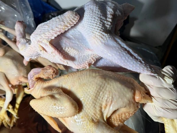 Sintetik maddə ilə rəngləyib "kənd çolpası" adı ilə satırmışlar - <span class="color_red">FOTO</span>