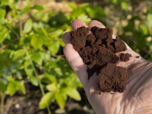 Buna görə papı və pəncərə önünə qəhvə çöküntüsü səpməlisiniz