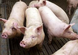 Qəssabdan "xeyriyyə" aksiyası: Məscidin qarşısında 3 min nəfərə donuz əti payladı