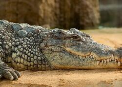 Azərbaycanlı ovçu 400 kq-lıq Nil timsahını OVLADI - <span class="color_red">VİDEO</span>