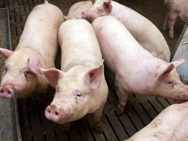 Qəssabdan "xeyriyyə" aksiyası: Məscidin qarşısında 3 min nəfərə donuz əti payladı