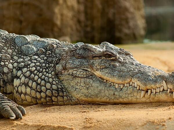 Azərbaycanlı ovçu 400 kq-lıq Nil timsahını OVLADI - <span class="color_red">VİDEO</span>