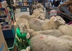 Qoyun sürüsü marketi bir-birinə qatdı - <span class="color_red">VİDEO</span>