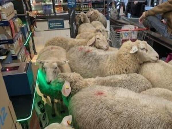 Qoyun sürüsü marketi bir-birinə qatdı - <span class="color_red">VİDEO</span>