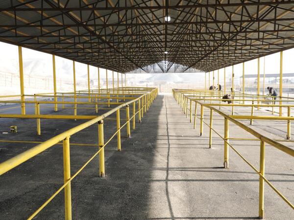 Göyçay heyvan satışı bazarının yaxın günlərdə açılışı olacaq