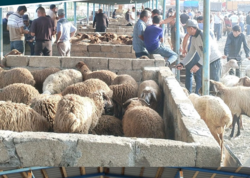 Şamaxı və Göyçayda heyvan satışı bazarları açıldı