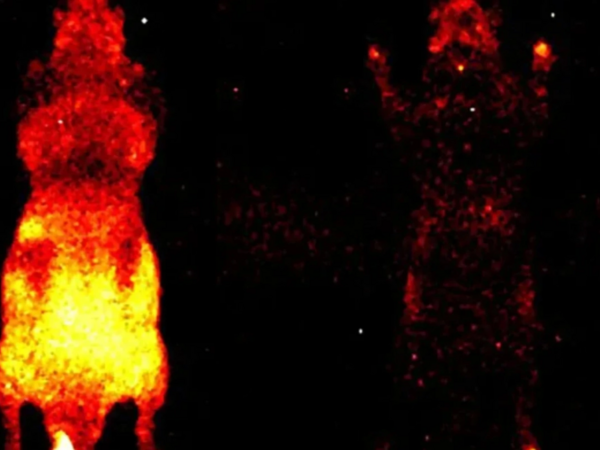 Bütün canlılarda zəif, amma ölçülə bilən parıltı mövcuddur