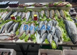 Farel bahalaşıb, digər növlər necədir? - Balıq bazarından REPORTAJ - FOTO