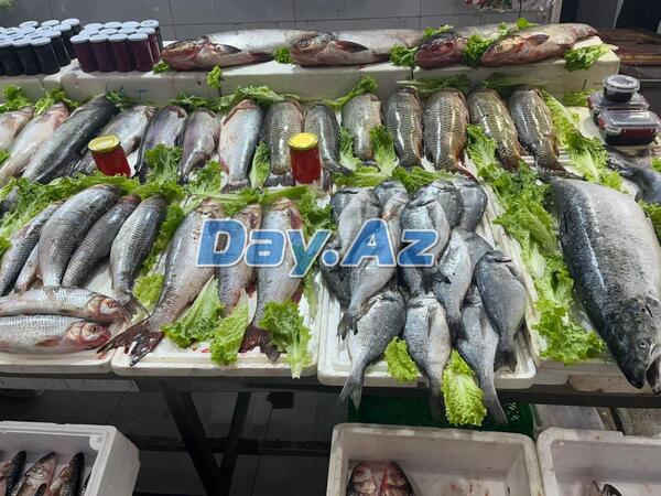 Farel bahalaşıb, digər növlər necədir? - Balıq bazarından REPORTAJ - FOTO