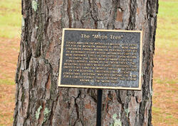 Yanından keçdiyiniz ağac əslində aydan gəlmiş ola bilər