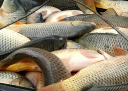 Balıq ovu üçün kvota təsdiqləndi