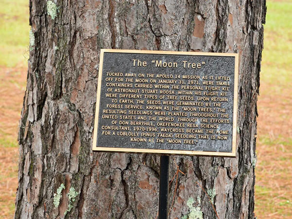 Yanından keçdiyiniz ağac əslində aydan gəlmiş ola bilər