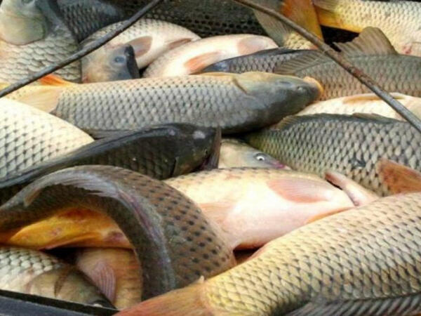 Balıq ovu üçün kvota təsdiqləndi