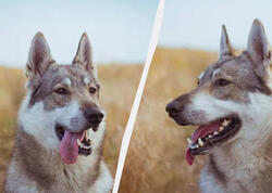 Hansı güclüdür: Canavar itləri, yoxsa adi itlər?