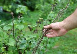 Həm yeyən, həm də əkən qazanır: Bu meyvə yeni gəlir mənbəyidir