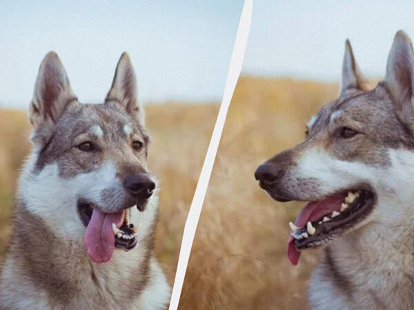 Hansı güclüdür: Canavar itləri, yoxsa adi itlər?