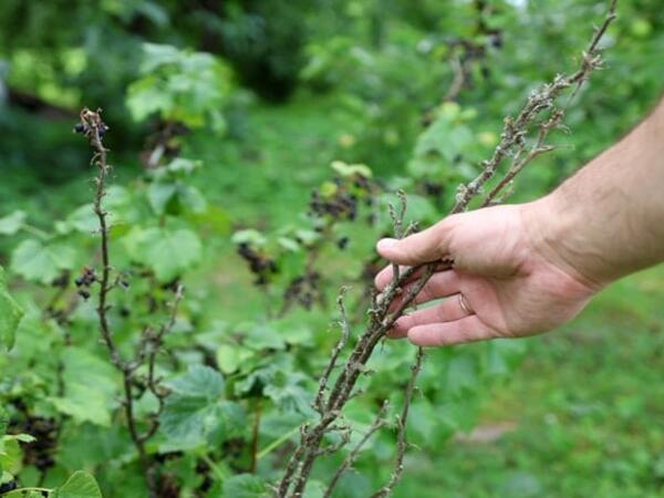 Həm yeyən, həm də əkən qazanır: Bu meyvə yeni gəlir mənbəyidir