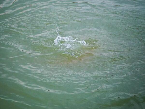 50 yaşlı kişi su kanalında boğularaq öldü