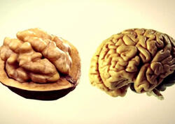 Orqanlarımızın “əkizi” olan <span class="color_red">qidalar </span>