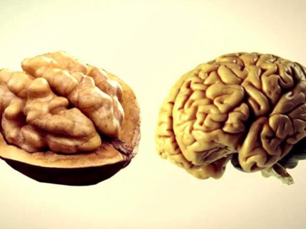 Orqanlarımızın “əkizi” olan <span class="color_red">qidalar </span>