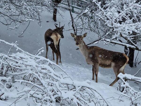 Şahdağ Milli Parkının qış mənzərəsi - <span class="color_red">FOTO</span>