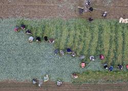 Əkən sərvət qazanır, qızıldan daha dəyərlidir