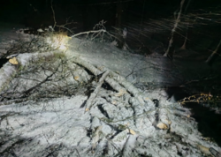 Ağac aşdı - yol bağlandı - <span class="color_red">VİDEO</span>