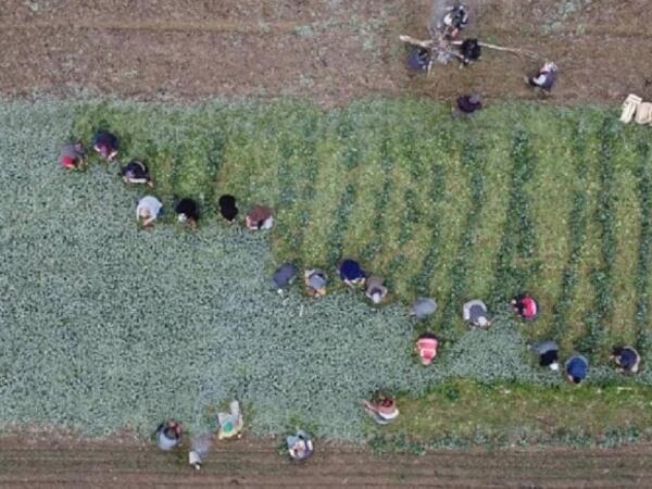 Əkən sərvət qazanır, qızıldan daha dəyərlidir