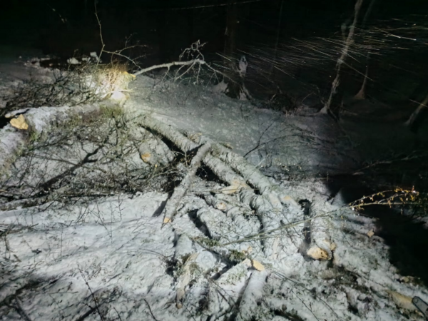 Ağac aşdı - yol bağlandı - <span class="color_red">VİDEO</span>