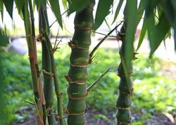 "Bambuk yemək həzm sistemini gücləndirir"