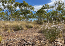 Möcüzəvi qayıdış: Nəslinin kəsildiyi zənn edilən bitki 58 il sonra yenidən tapıldı - <span class="color_red">FOTO</span>