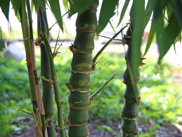 "Bambuk yemək həzm sistemini gücləndirir"
